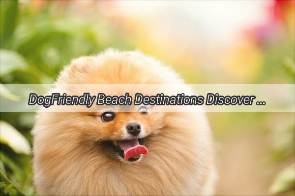 DogFriendly Beach Destinations Discover the Perfect Ocean Retreat for You and Your Pooch